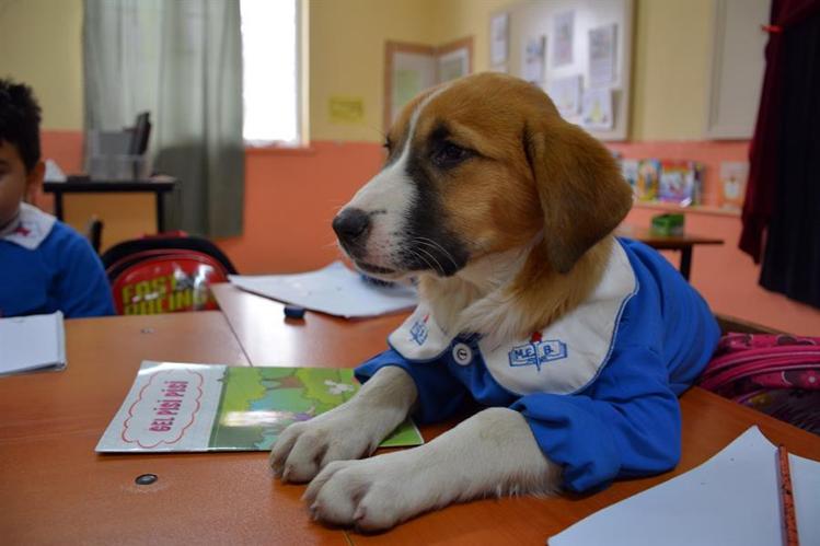 Rescued puppy attends classes in village school dressed in uniform