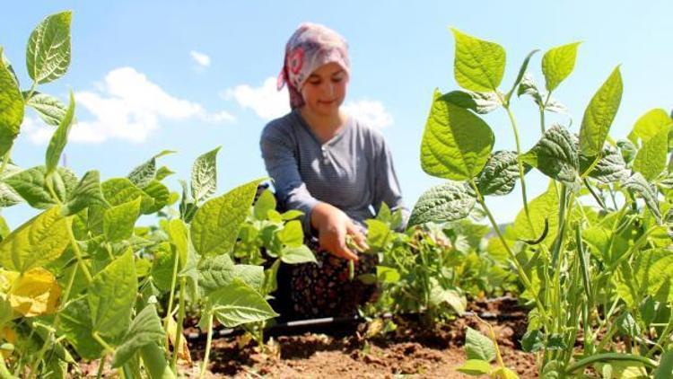 Burdurlu fasulye üreticisi dertli