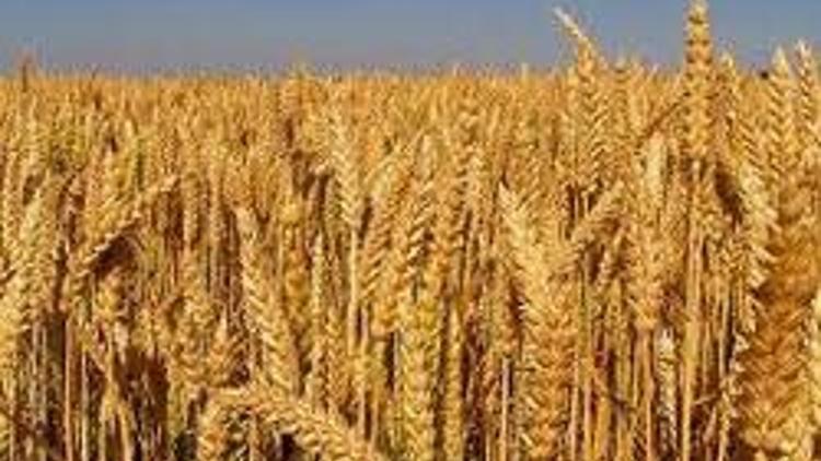 Buğday fiyatlarındaki şok artış gerçekçi değil