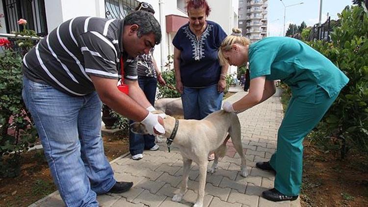 Bayraklıda sokak köpekleri kısırlaştırılıyor