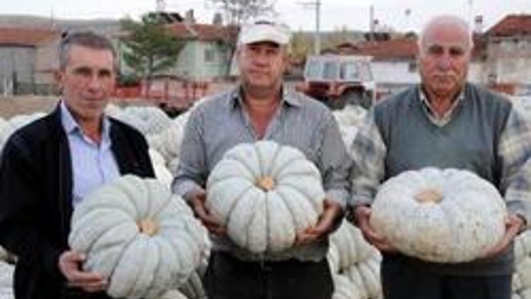 Üreticisine “kabak” tadı verdi