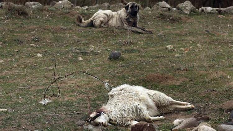 Çoban köpeği, keçiyi kurtarılıncaya kadar bekledi