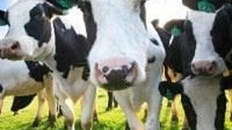 Daily Mail: İngilterede klonlanmış inek sütü şüphesi