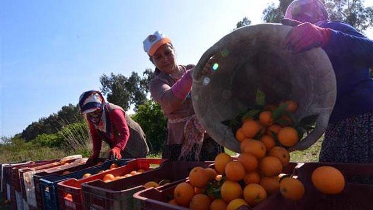 TZOB: Üretici ve market fiyatları arasındaki fark bir türlü kapanmıyor