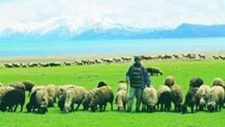 2 bin 500 lira maaşa çoban bulamıyoruz