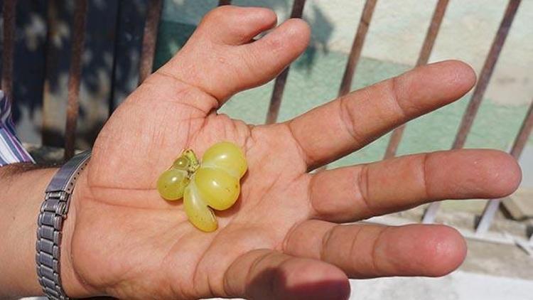 Altı parmaklı çiftçiden altız üzüm