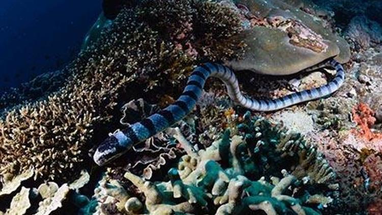 Dünyanın en zehirli deniz yılanıyla burun buruna geldi