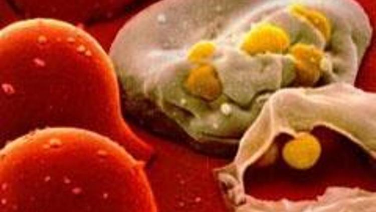 HIVe bağışıklık geliştiren protein