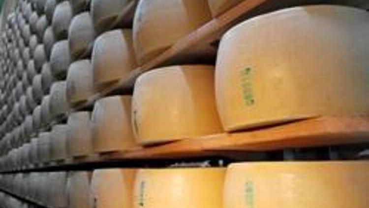 Parmesan peynirleri Antalyada üretiliyor