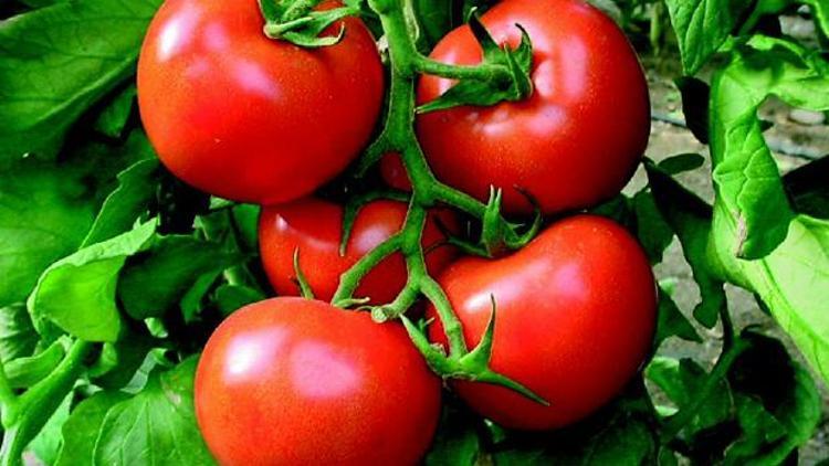 Salçalık domateste hasat başladı, alım fiyatları yükseldi