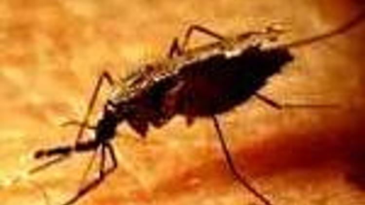 Sivrisinekler, dolunayda daha tehlikeli