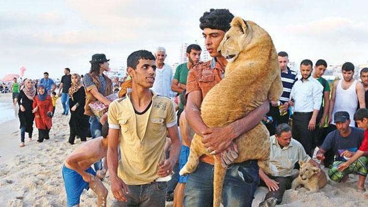Yavru aslanlar Gazze’den çıkamadı