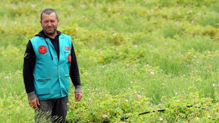 Doğa kıyımına lavanta önlemi