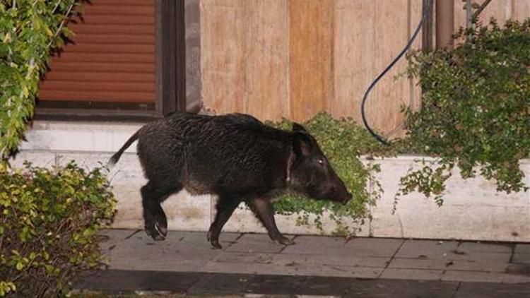 İstanbulda yaban domuzu paniği