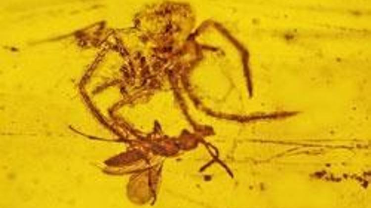 100 milyon yıllık örümcek saldırısı
