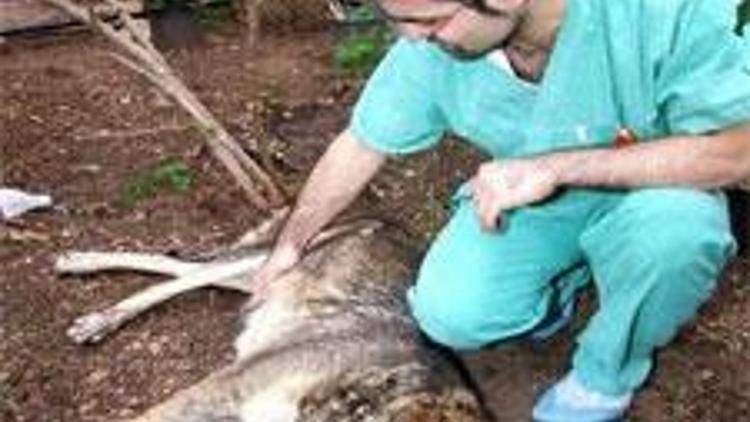 Zehirlenen köpekler son anda kurtarıldı