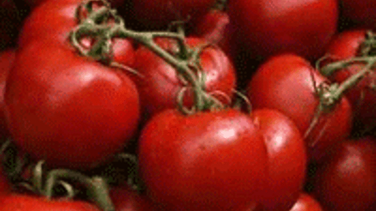 Rusyaya domates ihracatı başlıyor