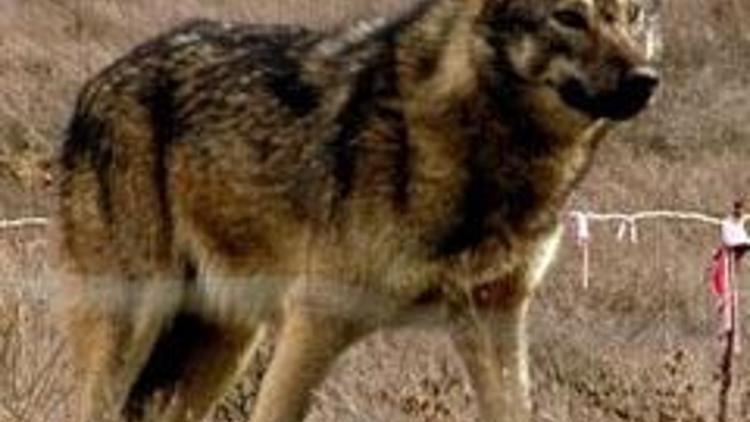 Türk Kurt köpeği ırkı geliştirildi