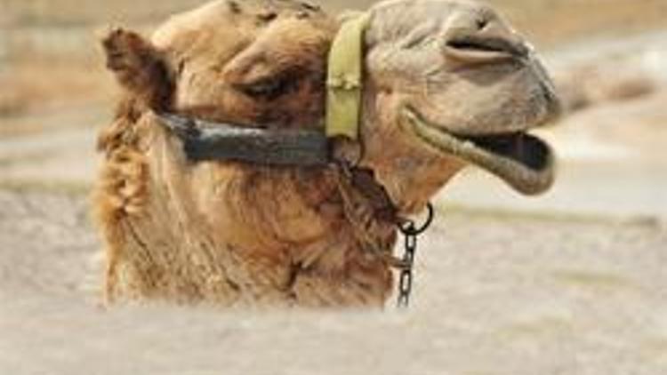 Umrede deve idrarı içen iki Türk hastanelik oldu