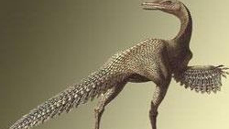Kanada’da bulunan dinozor tüyleri tarihi değiştirecek