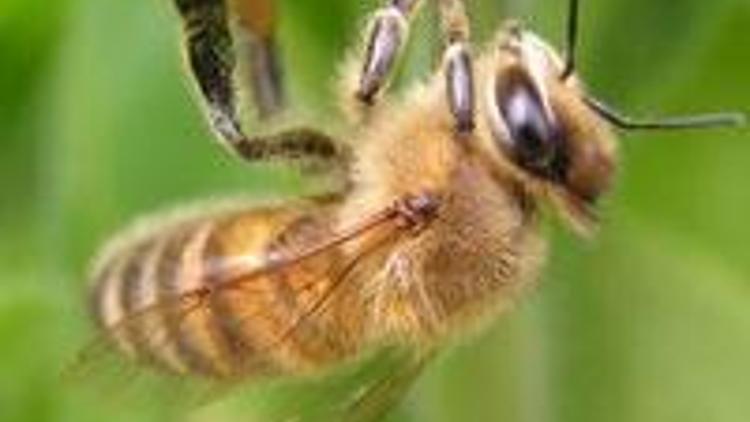 Arılar nikotin bağımlısı çıktı