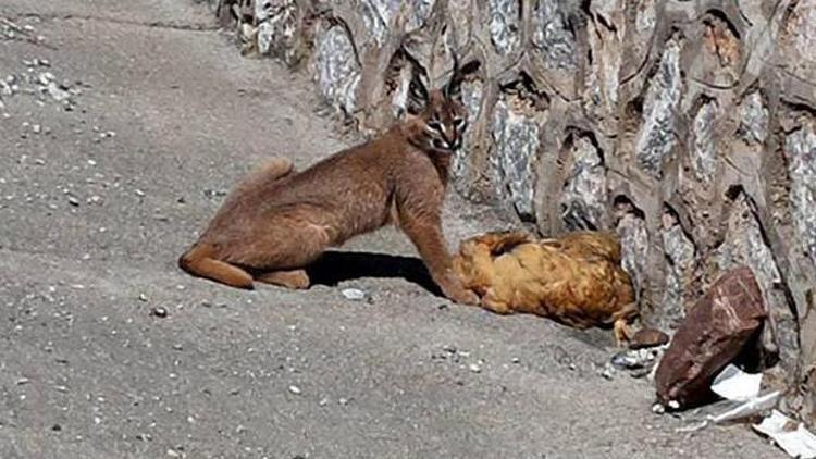 Karakulak avını yerken görüntülendi