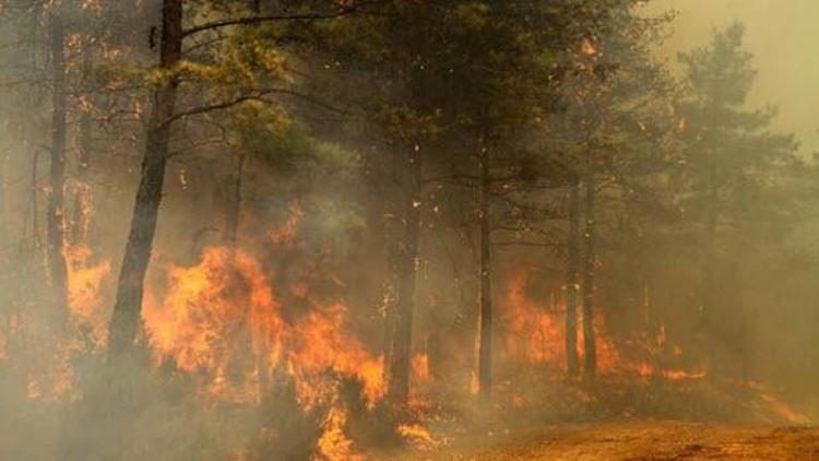Köyceğizde 50 hektar orman yandı