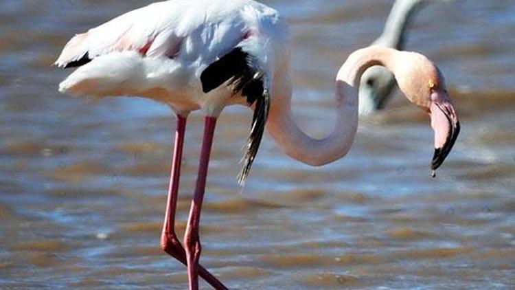 Kanadı kırık flamingolar