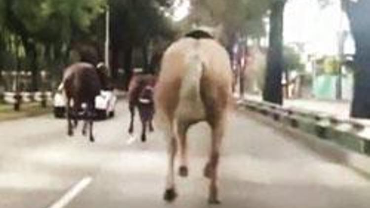 Polis atının çiftesi pek oldu