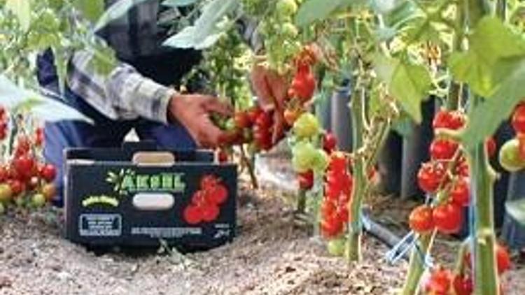 Ayaş’ta üretilen domatesin tohumu Fransa’dan ithal