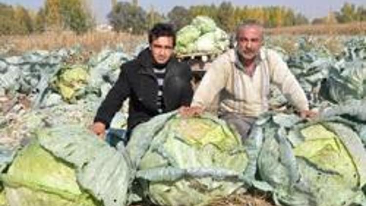 “Dev lahanalar” tarlada kaldı