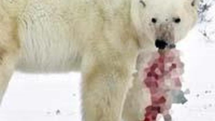 İklim değişikliği kutup ayılarını yamyamlaştırdı