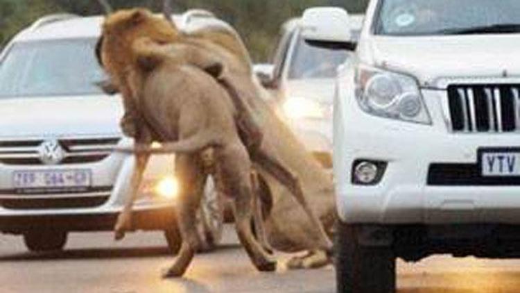 Güney Afrika’da aslanlar trafikte kudu parçaladı