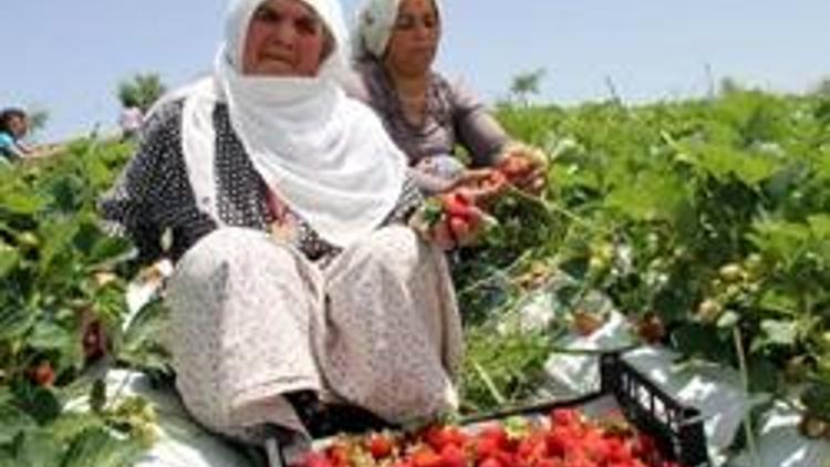 Çilek yetiştirmeyi öğrenip, gözlerini ihracata diktiler