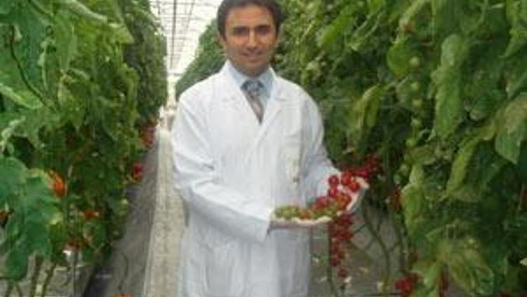 Suda domates üretti, verimde dünya rekoru kırdı