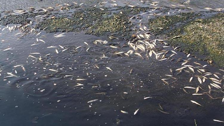 Bakırçay’daki balıklar ölüyor