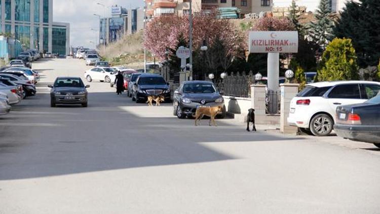 Barınak isyanı