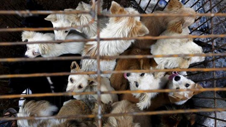 Büyük tepki çeken Yulin köpek yeme festivali başladı