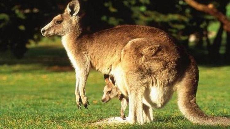 Kanguru etinden evcil hayvan maması yapılacak