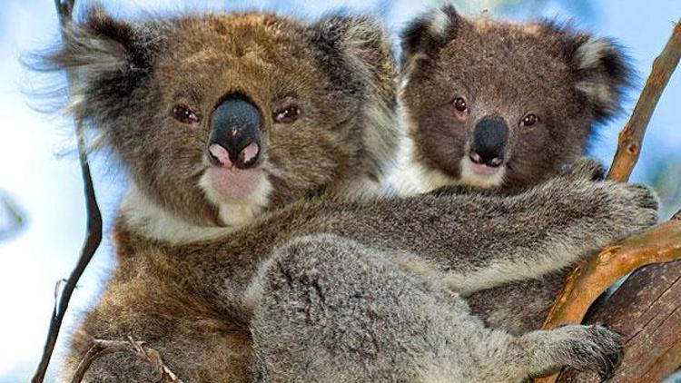 Avustralyada 686 koala öldürüldü