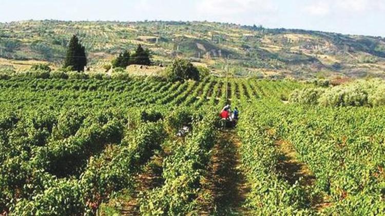 Türkiye’nin açtığı şarap yolunu Gürcistan geçti