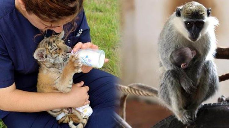 Bengal kaplanı ve maymun yavrusu ilgi odağı oldu