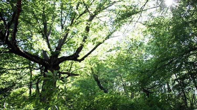 Köylülerin kutsal saydığı ormana 100 yıldır balta girmiyor