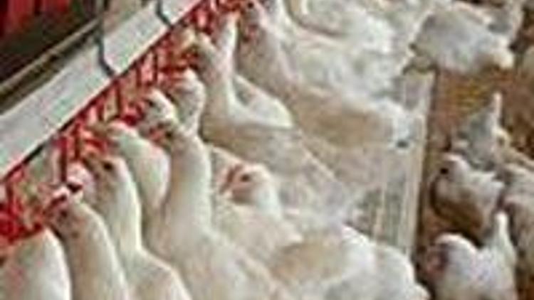 MUPİ tavukçuluk üretimi durdurdu