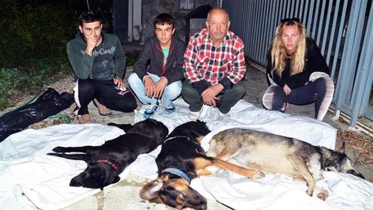 4 köpeği zehirlenen turizmci hastaneye kaldırıldı
