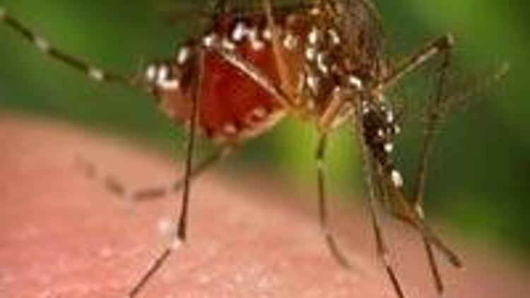 Sıtma parazitlerinde tehlikeli değişim başladı