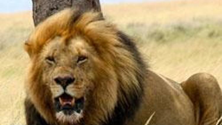 İki kadın aslan saldırısında hayatını kaybetti