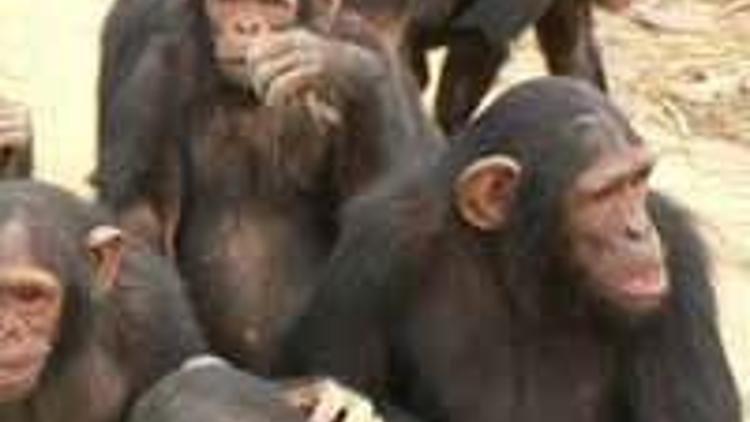 Şempanzelerde ilginç çıkar ilişkisi