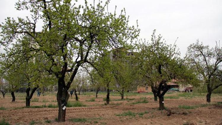 Kayısı çeşitleri gen bankasında