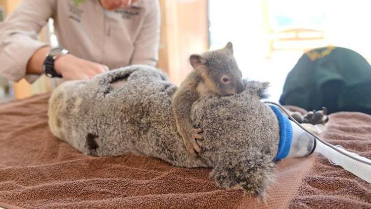 Bebek koala ameliyattaki annesini bir an yalnız bırakmadı